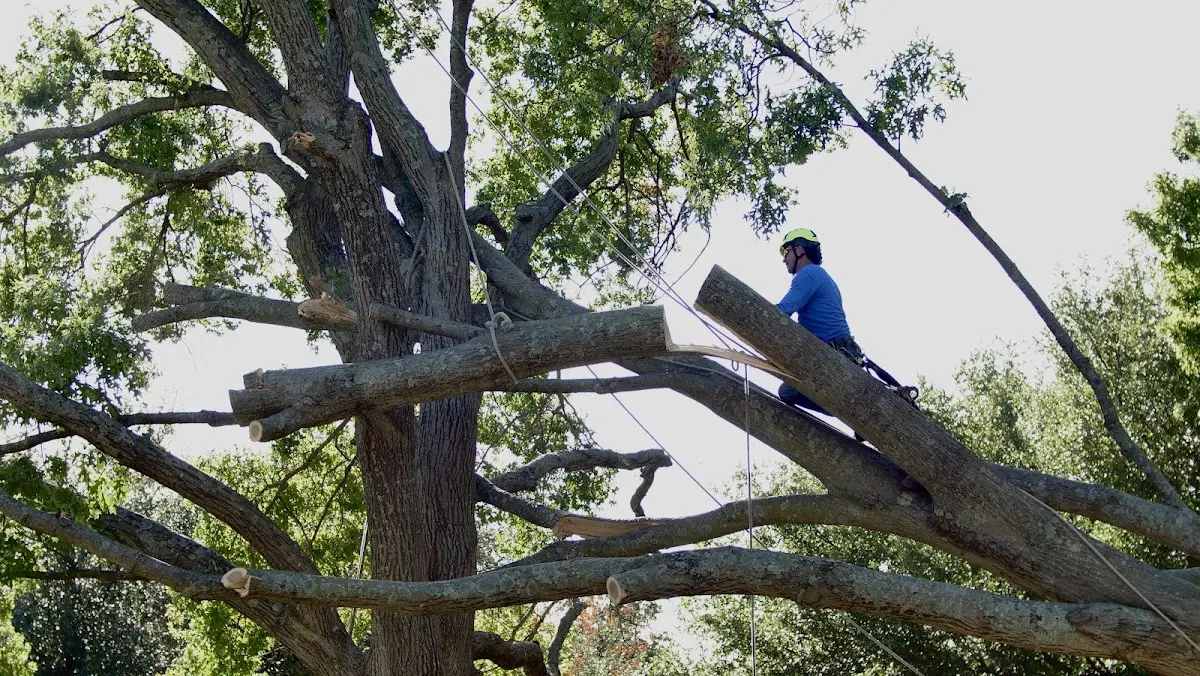 Professional Crown Thinning performed by certified arborists in Fairwater